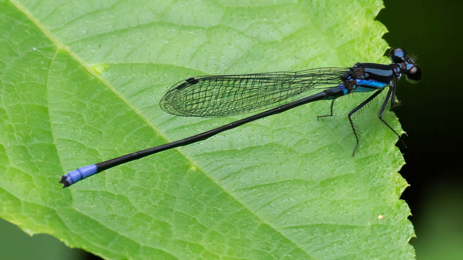 Argia johannella (Bristle-tipped Dancer) male-2.jpg